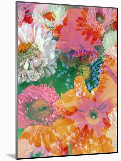 Different Summer Blossoms in Green Water in Yellow Orange White and Pink Tones-Alaya Gadeh-Mounted Photographic Print