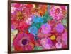 Different Summer Blossoms in Red and Pink Tones-Alaya Gadeh-Framed Photographic Print