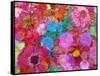 Different Summer Blossoms in Red and Pink Tones-Alaya Gadeh-Framed Stretched Canvas
