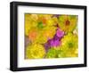 Different Summer Blossoms in Yellow Orange and Pink Tones-Alaya Gadeh-Framed Photographic Print