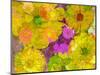 Different Summer Blossoms in Yellow Orange and Pink Tones-Alaya Gadeh-Mounted Photographic Print