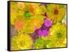 Different Summer Blossoms in Yellow Orange and Pink Tones-Alaya Gadeh-Framed Stretched Canvas