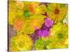 Different Summer Blossoms in Yellow Orange and Pink Tones-Alaya Gadeh-Stretched Canvas