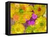 Different Summer Blossoms in Yellow Orange and Pink Tones-Alaya Gadeh-Framed Stretched Canvas