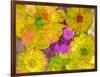 Different Summer Blossoms in Yellow Orange and Pink Tones-Alaya Gadeh-Framed Photographic Print