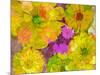 Different Summer Blossoms in Yellow Orange and Pink Tones-Alaya Gadeh-Mounted Photographic Print