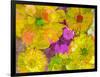 Different Summer Blossoms in Yellow Orange and Pink Tones-Alaya Gadeh-Framed Photographic Print