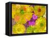 Different Summer Blossoms in Yellow Orange and Pink Tones-Alaya Gadeh-Framed Stretched Canvas