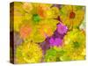 Different Summer Blossoms in Yellow Orange and Pink Tones-Alaya Gadeh-Stretched Canvas