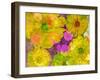 Different Summer Blossoms in Yellow Orange and Pink Tones-Alaya Gadeh-Framed Premium Photographic Print