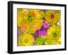 Different Summer Blossoms in Yellow Orange and Pink Tones-Alaya Gadeh-Framed Premium Photographic Print