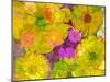 Different Summer Blossoms in Yellow Orange and Pink Tones-Alaya Gadeh-Mounted Premium Photographic Print