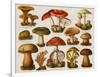 Different Types of Poisonous Mushrooms-null-Framed Giclee Print