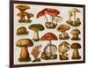 Different Types of Poisonous Mushrooms-null-Framed Giclee Print