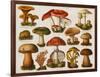 Different Types of Poisonous Mushrooms-null-Framed Giclee Print