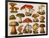 Different Types of Poisonous Mushrooms-null-Framed Giclee Print