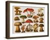 Different Types of Poisonous Mushrooms-null-Framed Giclee Print