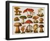 Different Types of Poisonous Mushrooms-null-Framed Giclee Print