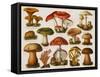 Different Types of Poisonous Mushrooms-null-Framed Stretched Canvas