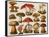 Different Types of Poisonous Mushrooms-null-Framed Stretched Canvas