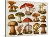 Different Types of Poisonous Mushrooms-null-Stretched Canvas