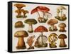 Different Types of Poisonous Mushrooms-null-Framed Stretched Canvas