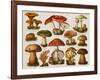 Different Types of Poisonous Mushrooms-null-Framed Giclee Print