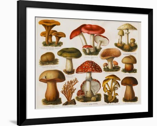 Different Types of Poisonous Mushrooms-null-Framed Giclee Print