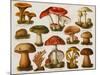Different Types of Poisonous Mushrooms-null-Mounted Giclee Print