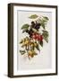 Different Varieties of Cherries-null-Framed Giclee Print