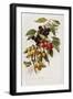 Different Varieties of Cherries-null-Framed Giclee Print