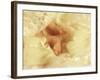 Diffused Effect of Baby Feet, Lacen and Booties-Steve Satushek-Framed Photographic Print