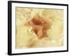 Diffused Effect of Baby Feet, Lacen and Booties-Steve Satushek-Framed Photographic Print
