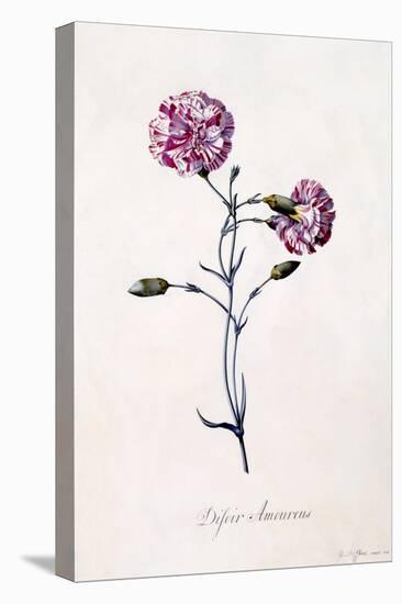 Difor Amourius, Carnation, C.1745-Georg Dionysius Ehret-Stretched Canvas