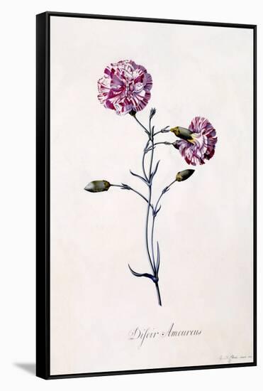 Difor Amourius, Carnation, C.1745-Georg Dionysius Ehret-Framed Stretched Canvas
