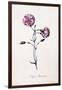 Difor Amourius, Carnation, C.1745-Georg Dionysius Ehret-Framed Giclee Print