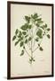 Digera Arvensis Forsk, 1800-10-null-Framed Giclee Print