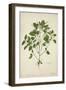 Digera Arvensis Forsk, 1800-10-null-Framed Giclee Print