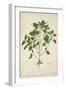 Digera Arvensis Forsk, 1800-10-null-Framed Giclee Print