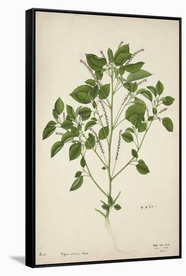 Digera Arvensis Forsk, 1800-10-null-Framed Stretched Canvas