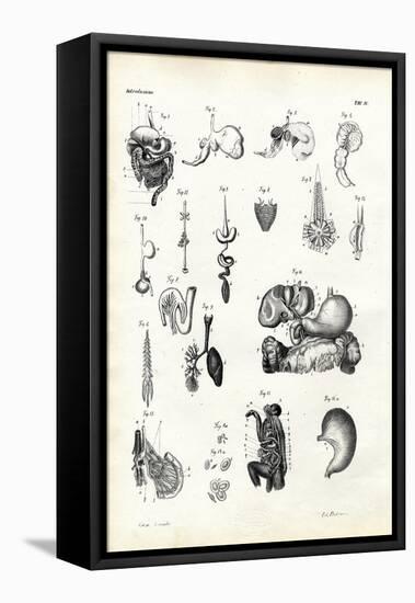 Digestive Organs, 1863-79-Raimundo Petraroja-Framed Stretched Canvas