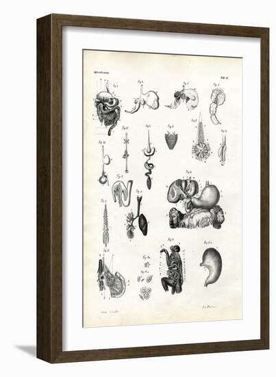 Digestive Organs, 1863-79-Raimundo Petraroja-Framed Giclee Print