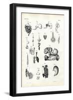 Digestive Organs, 1863-79-Raimundo Petraroja-Framed Giclee Print