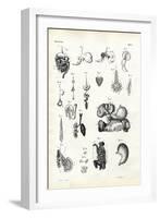 Digestive Organs, 1863-79-Raimundo Petraroja-Framed Giclee Print