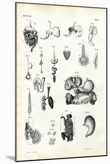 Digestive Organs, 1863-79-Raimundo Petraroja-Mounted Giclee Print