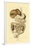 Digestive System, 1833-39-null-Framed Giclee Print