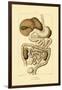 Digestive System, 1833-39-null-Framed Giclee Print