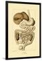 Digestive System, 1833-39-null-Framed Giclee Print