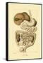 Digestive System, 1833-39-null-Framed Stretched Canvas