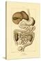 Digestive System, 1833-39-null-Stretched Canvas